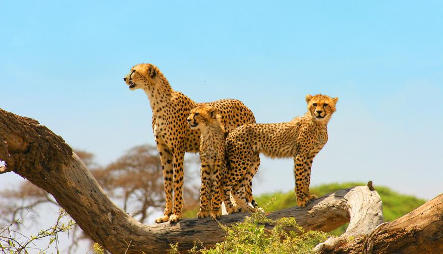 Find cheetahs on daily game drives