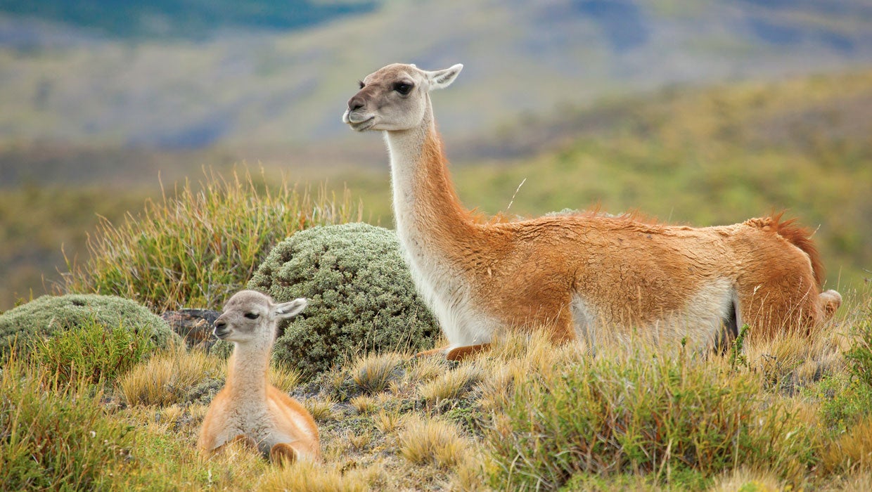 Family of Guanaco