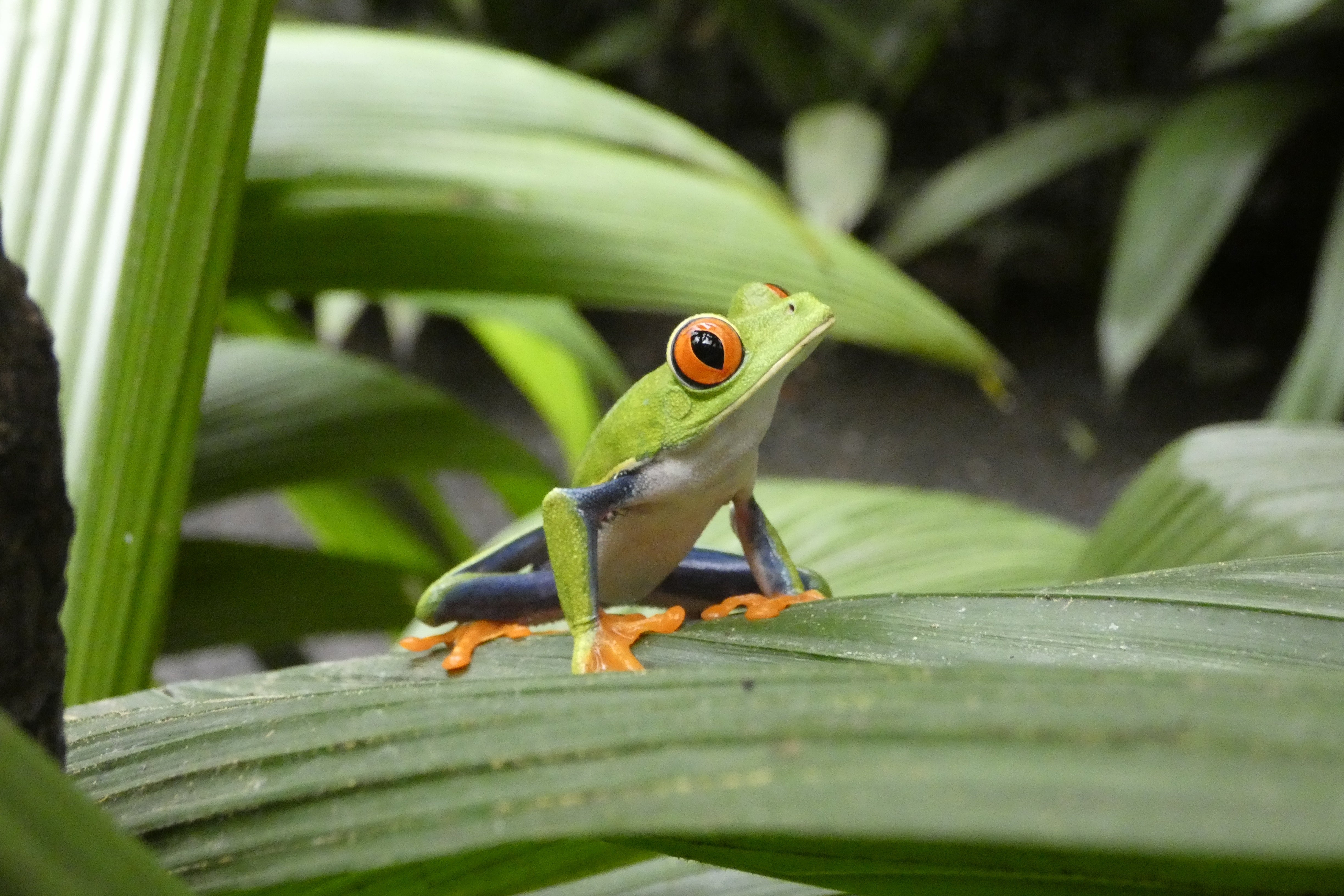 Frog on a leaf 