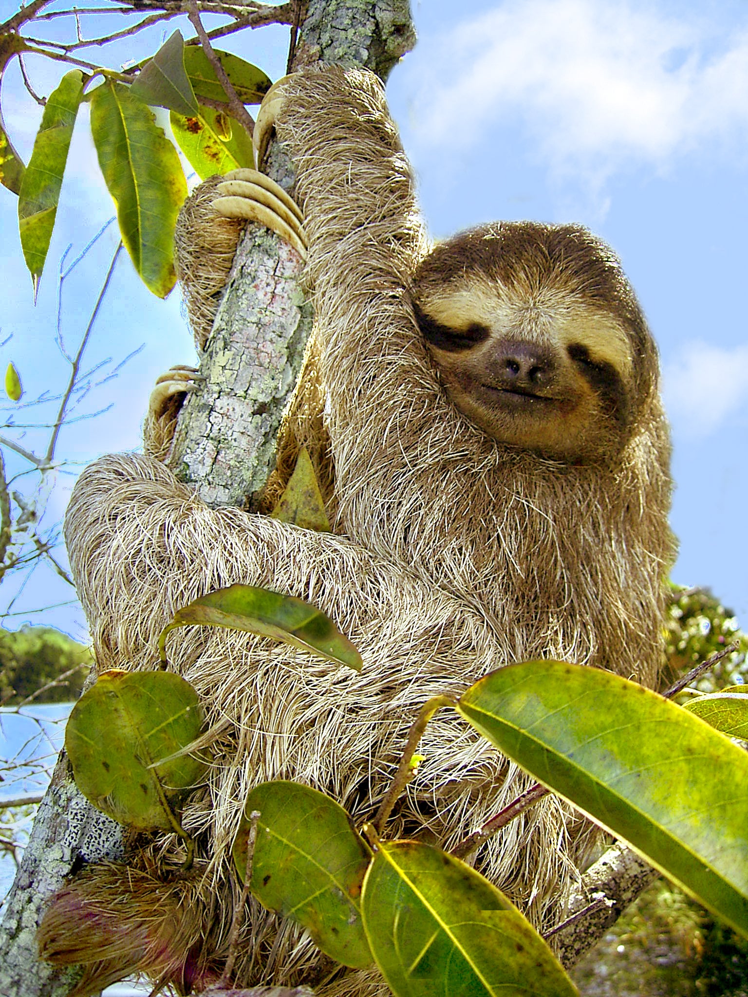 Three toed sloth on a branch