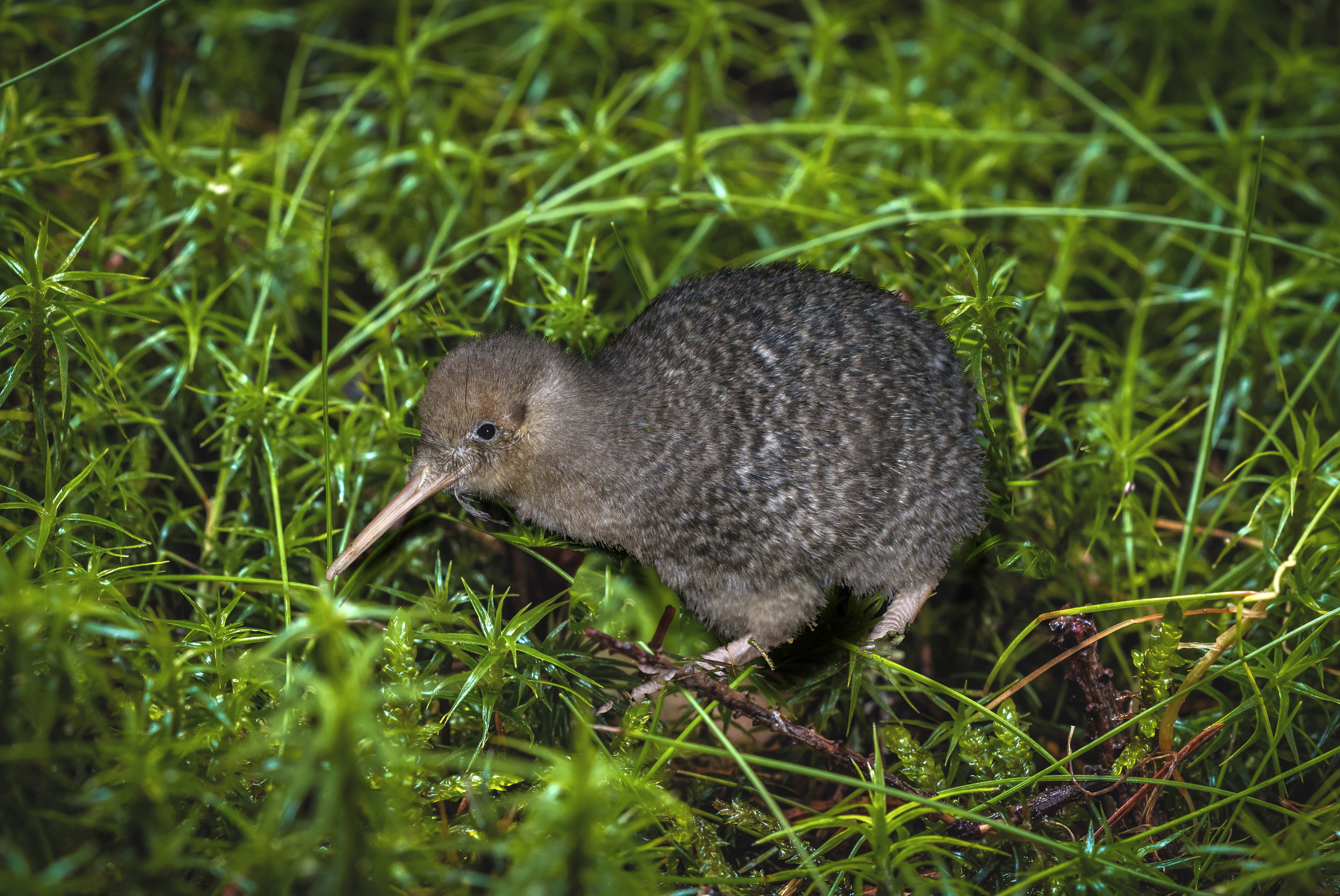 Little spotted kiwi in the grass