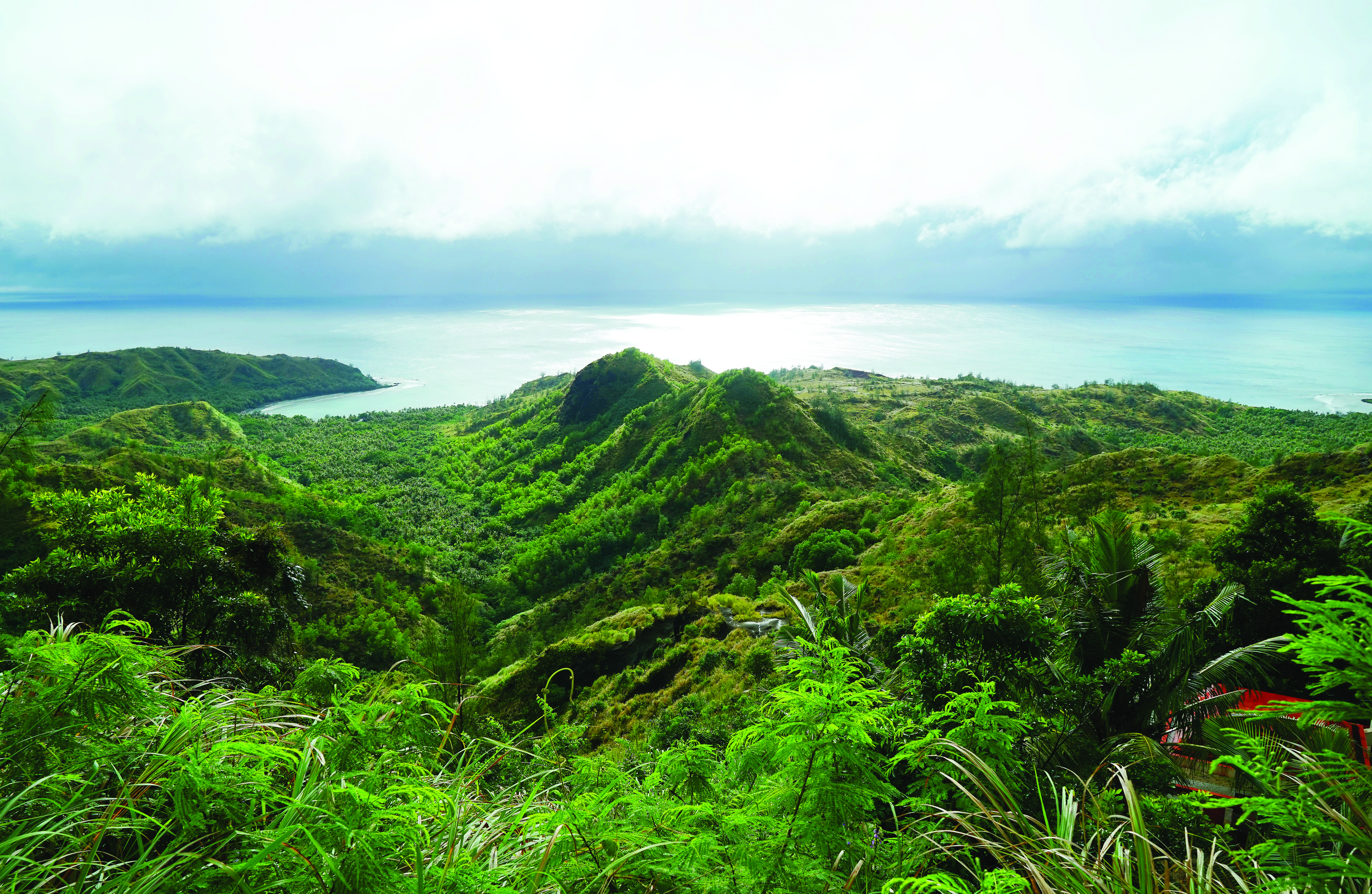 Jungle in Guam