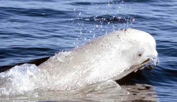 Beluga whale