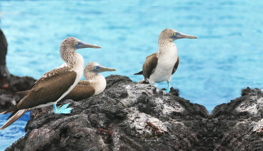 Birds