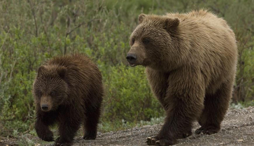 Bears