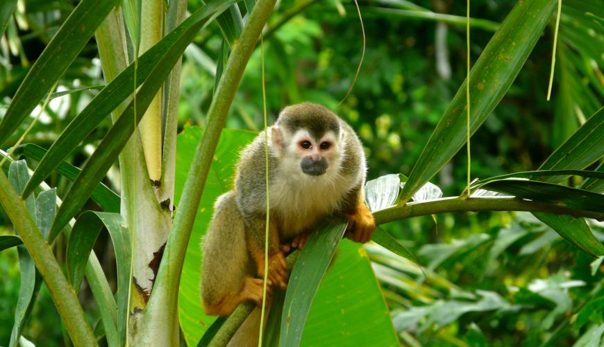 Monkey