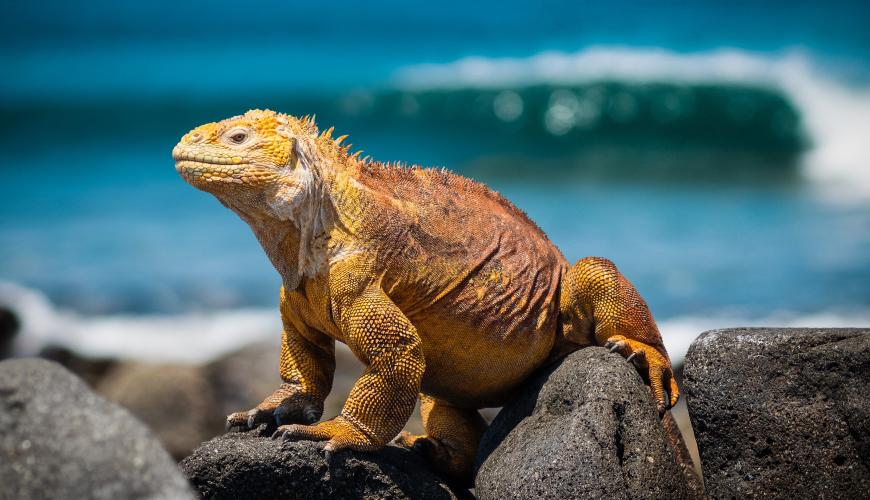Iguana