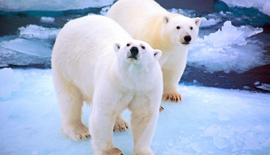 Polar bears