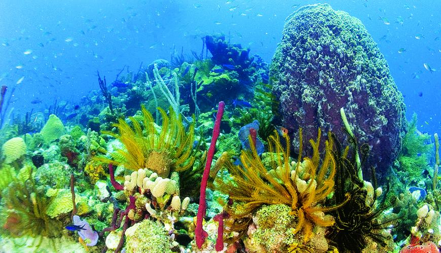 Underwater Life