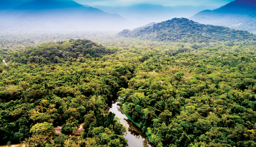 Amazon Rainforest
