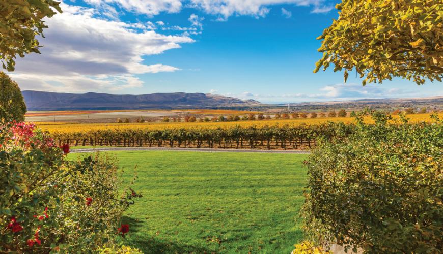 Vineyard