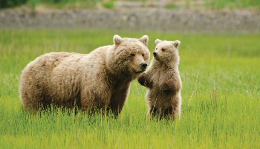 Stunning Scenery of Alaska