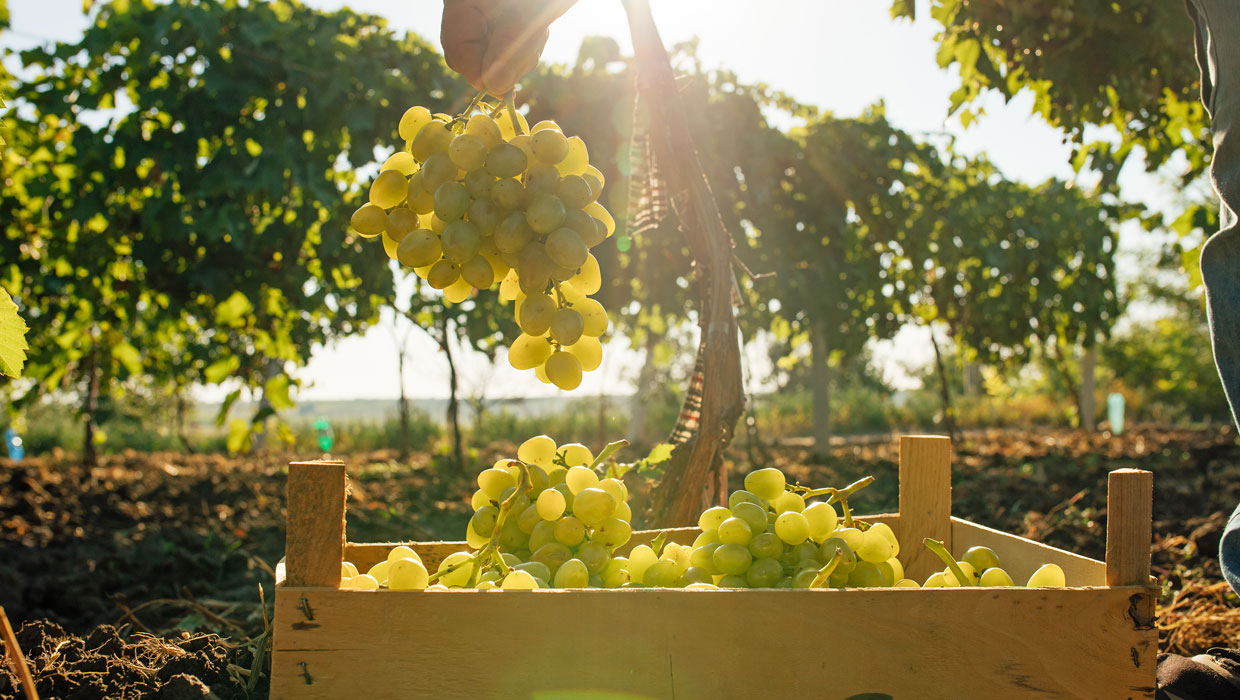 Italian Winery
