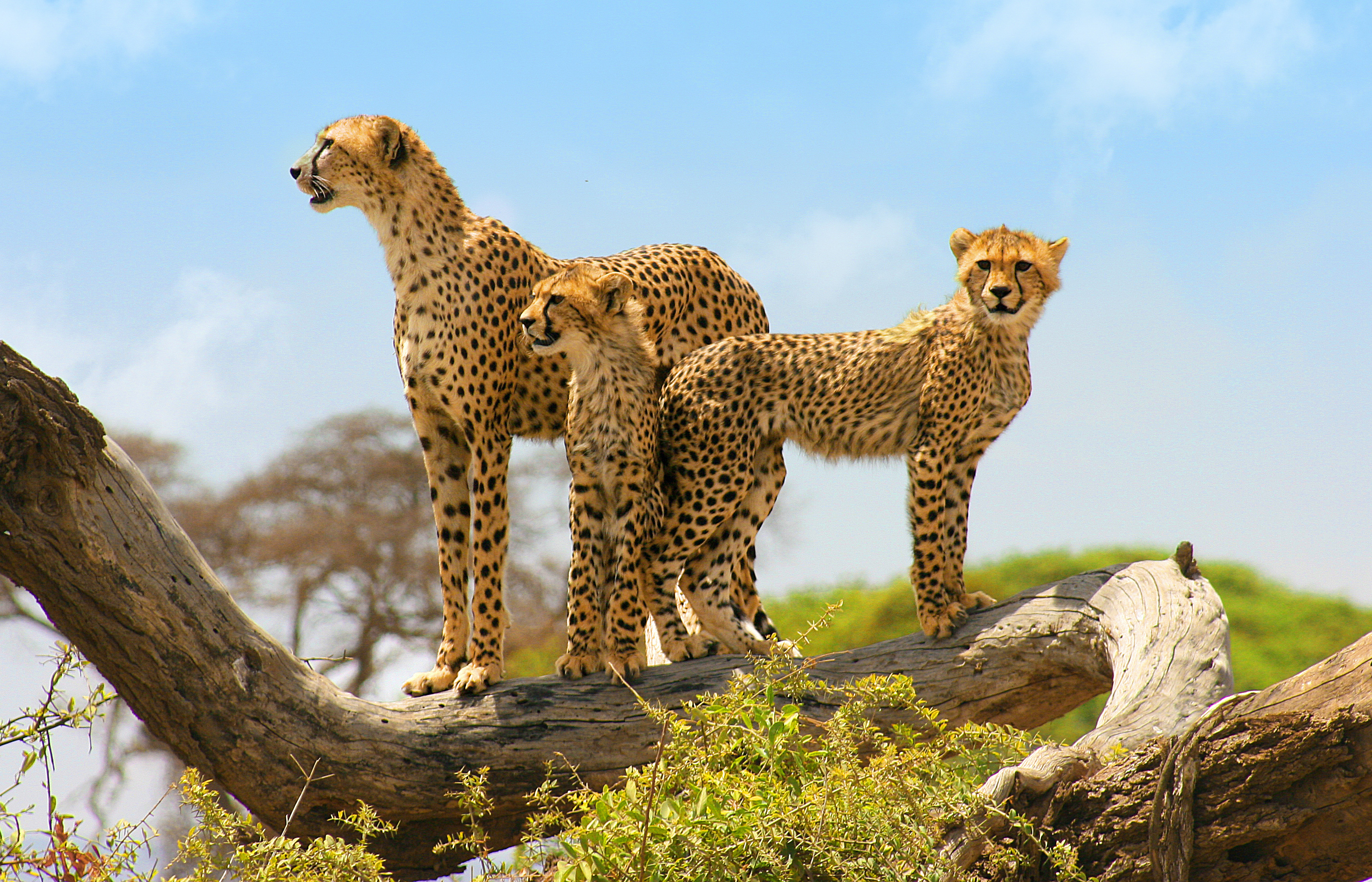 Tanzania Cheetah Family