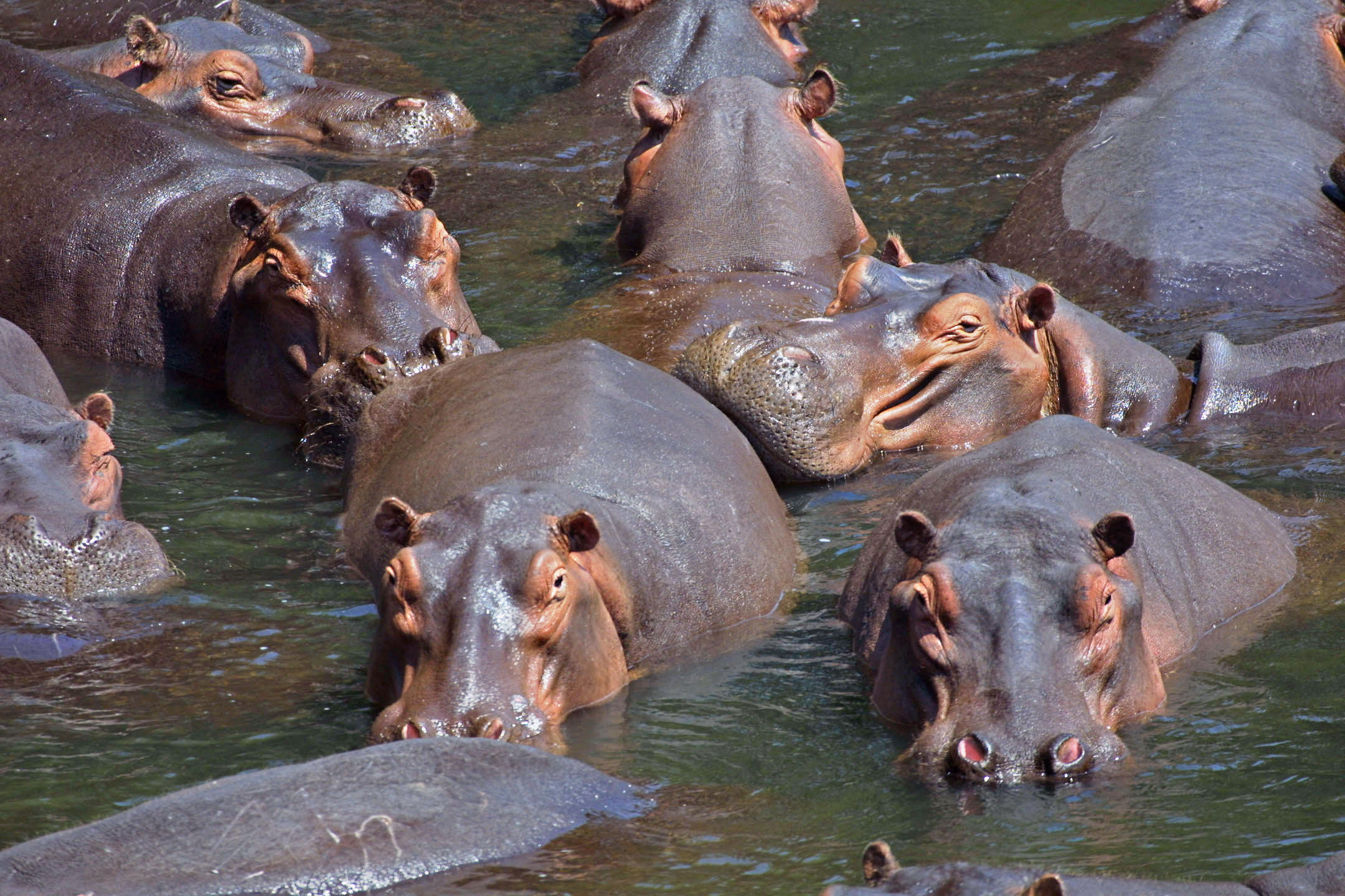 Hippos in water