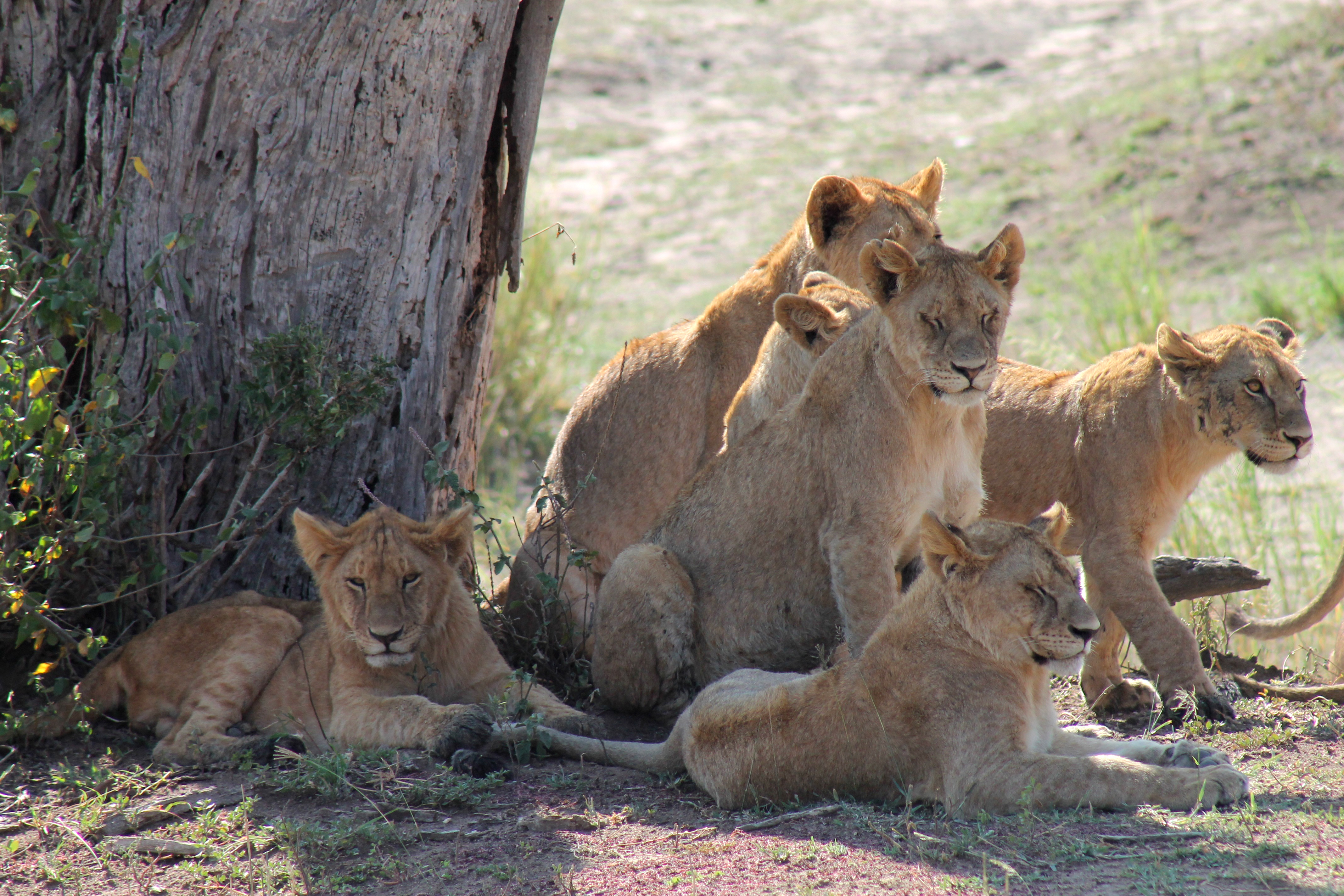 Pride of Lions