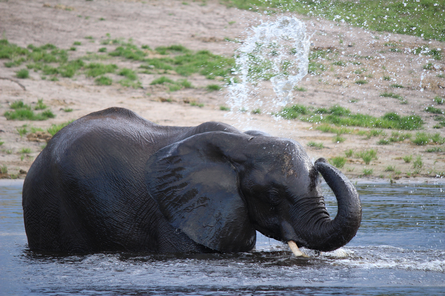 Chobe Elephant