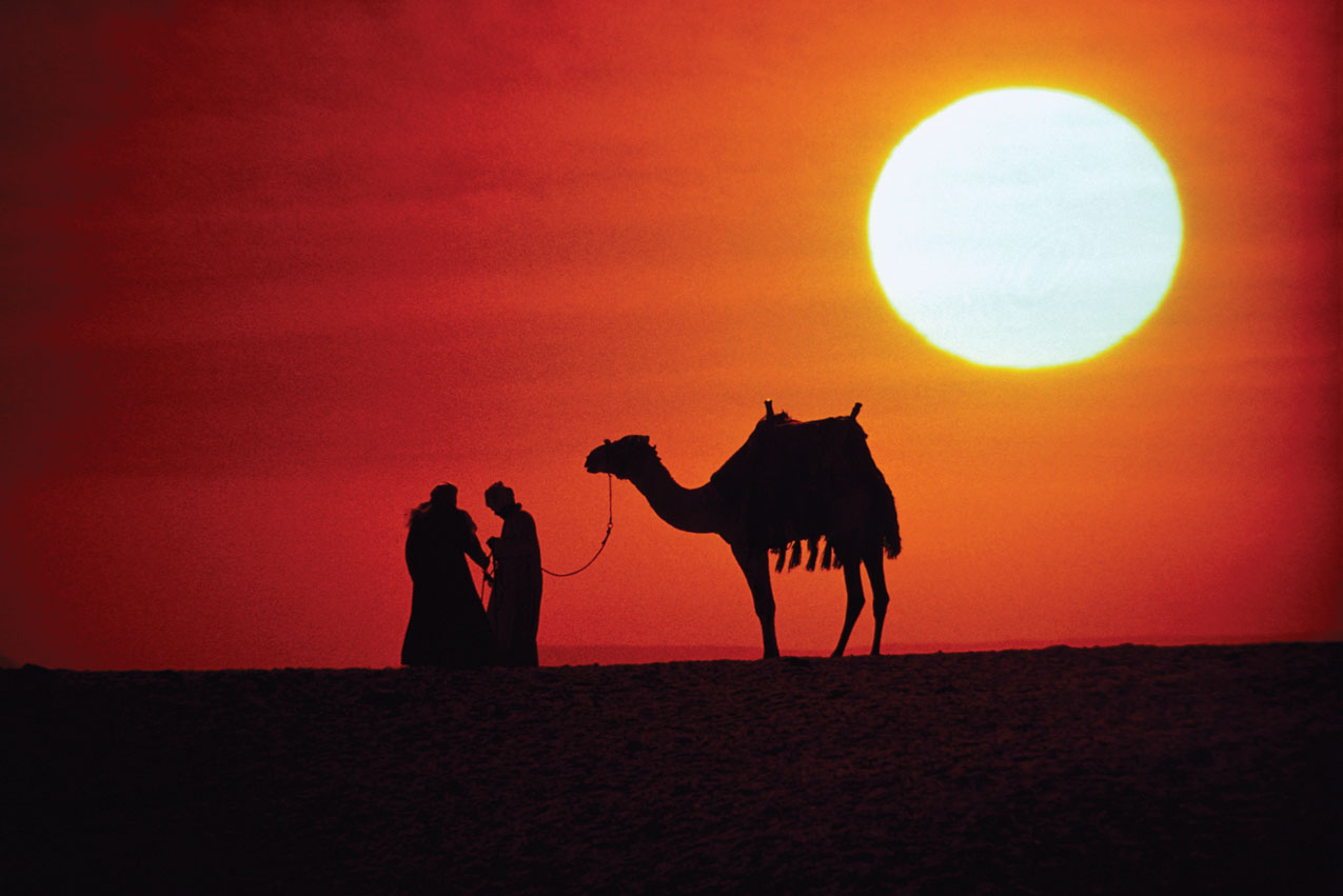 Camel at Sunset