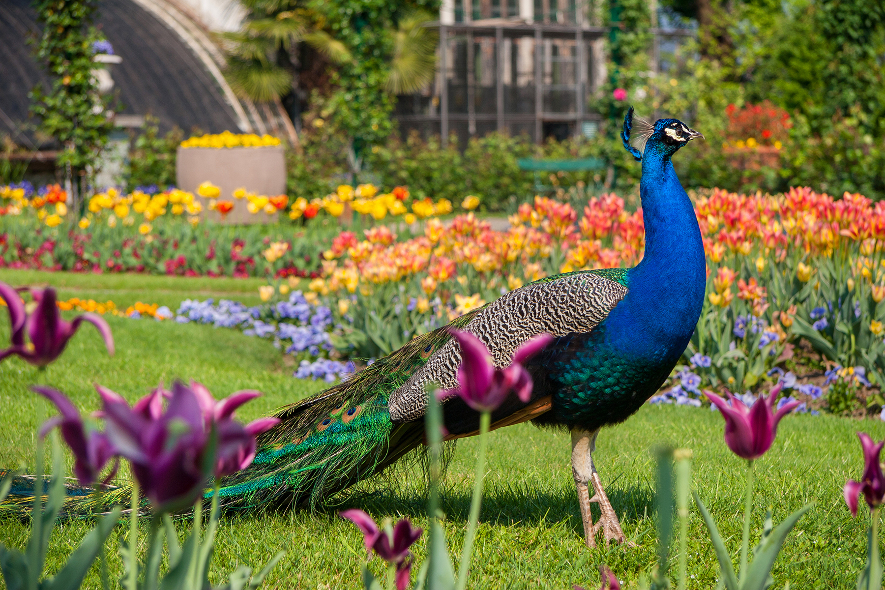 Isola Bella Peacock  