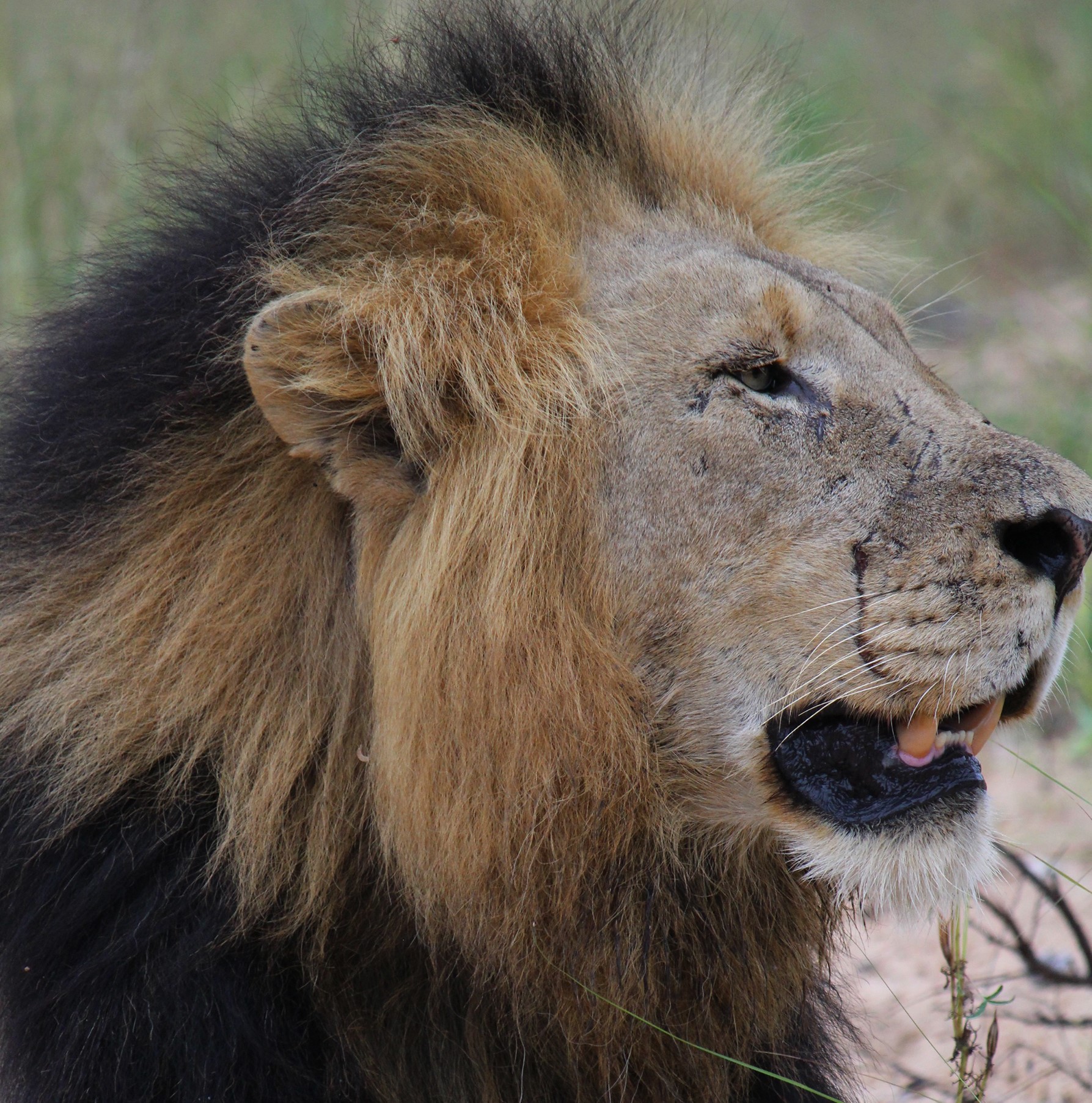 Safari Lion