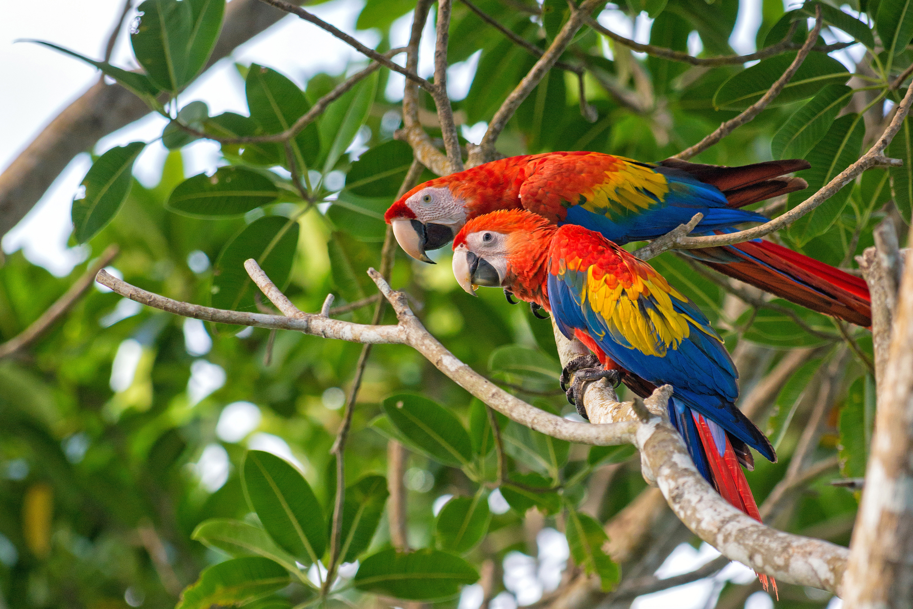 Scarlet Macaws