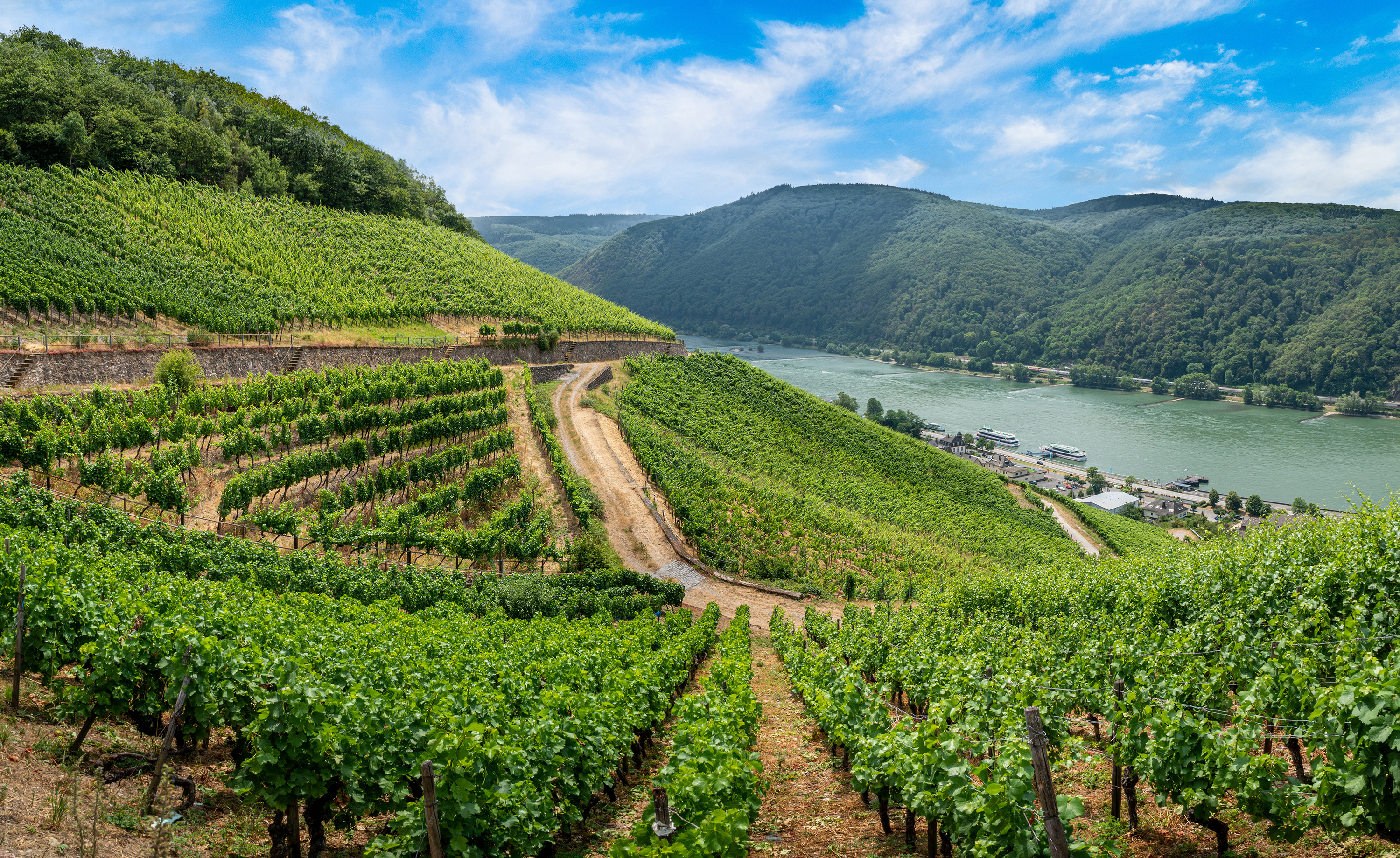 Rudesheim Vineyards