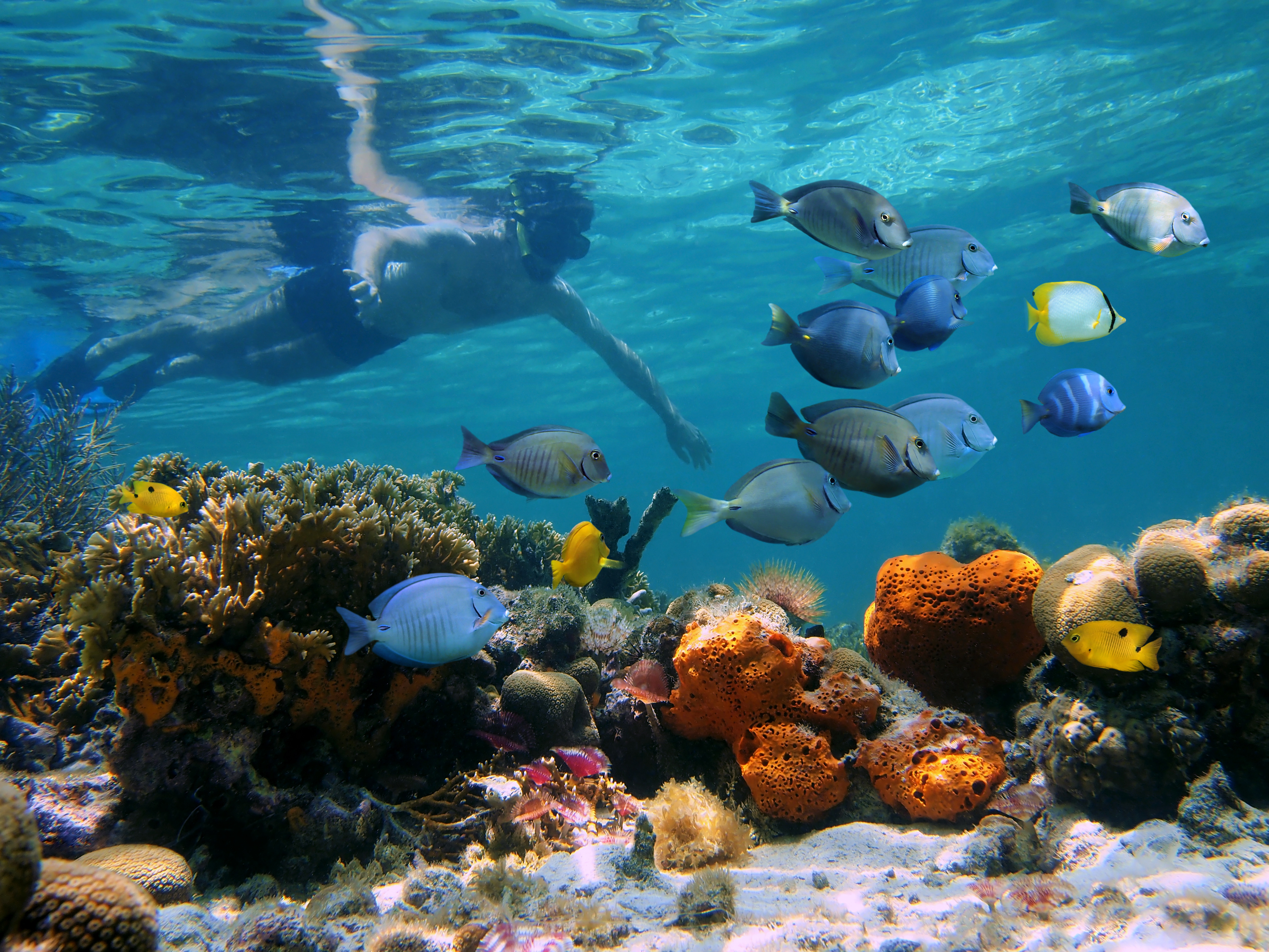 Panama Snorkeling