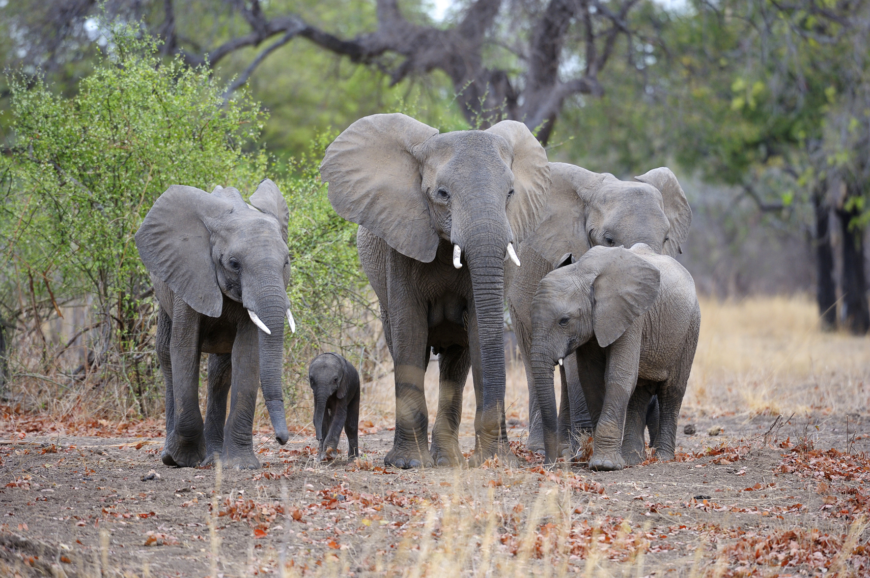 Elephants
