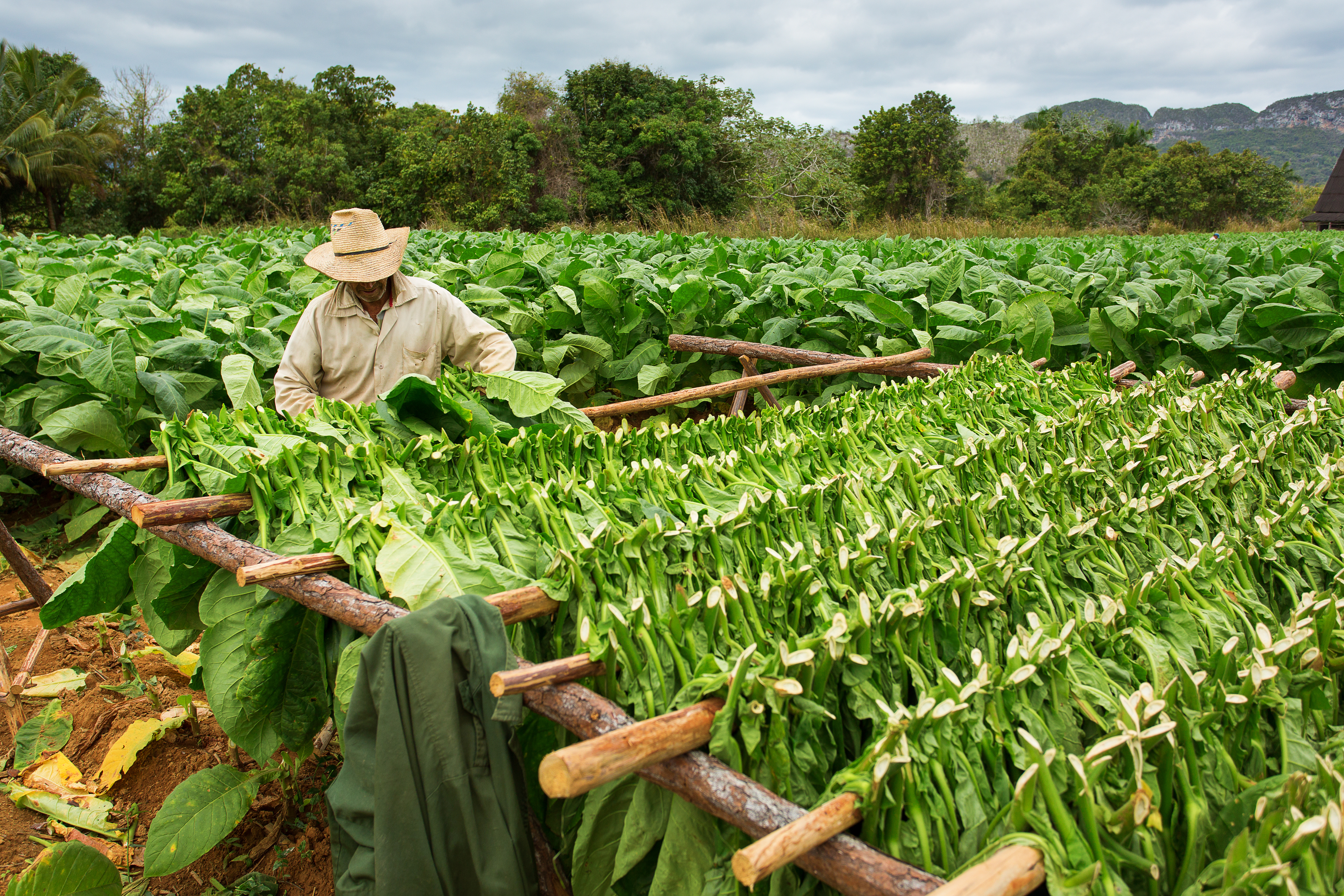 Cuban Farmer