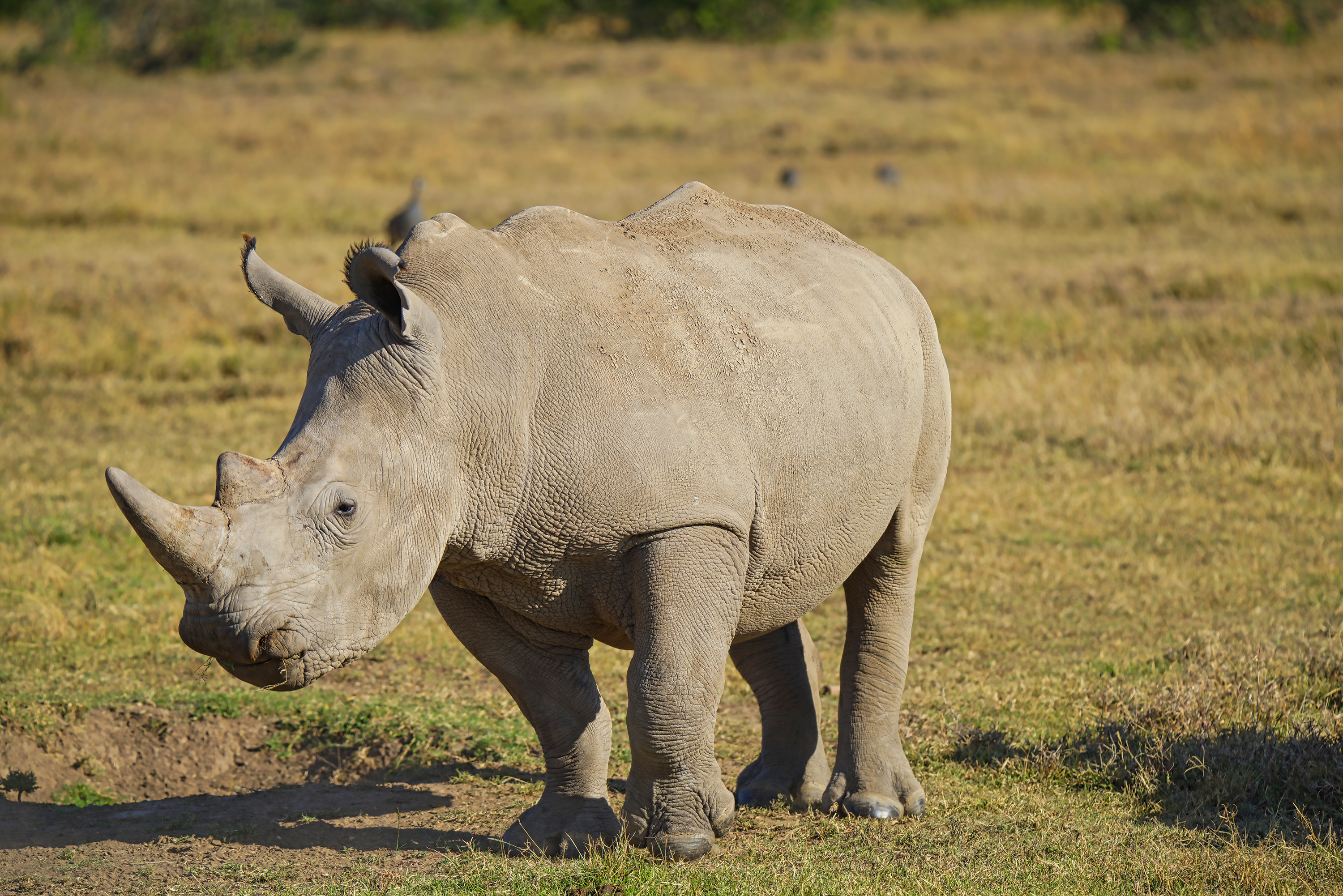 Rhinoceros