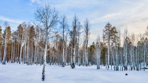 White Mountain chapter