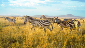 Zebras